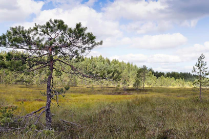 Suomen luontotyyppien uhanalaisuutta arvioidaan uudelleen. Kuvassa Stormossenin keidassuo Sipoossa.