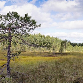 Suomen luontotyyppien uhanalaisuutta arvioidaan uudelleen. Kuvassa Stormossenin keidassuo Sipoossa.
