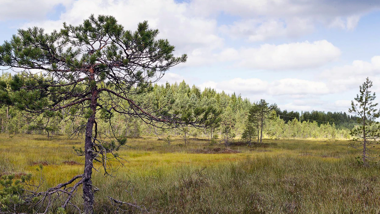 Suomen luontotyyppien uhanalaisuutta arvioidaan uudelleen. Kuvassa Stormossenin keidassuo Sipoossa.