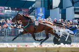 Handsome Brad voitti ainakin Kymi GP:n rata-arvonnan. Se on tässä valmistautumassa kakkoseen päättyneeseen Solvallan Harper Hanoverin lähtöönsä yhdessä ohjastaja Carl Johan Jepsonin kanssa.