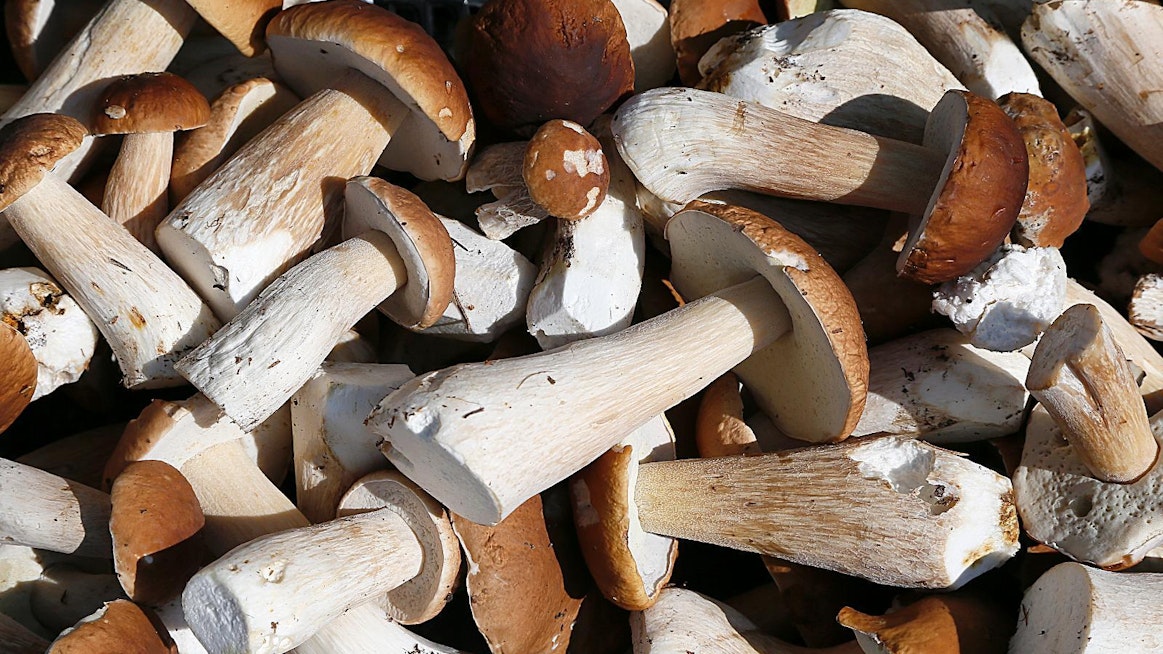 Ennen sienimetsälle menoa kannattaa kartoittaa mahdollisia sienten ostajatahoja.
