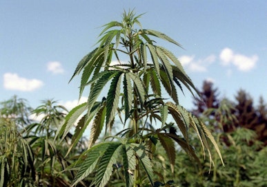 Vihreiden puoluekokous kannattaa myös sitä, että kannabikselle toimeenpantaisiin nykyisiin sallittuihin päihteisiin rinnastuva sääntely. LEHTIKUVA / ARKISTO / SOILE KALLIO