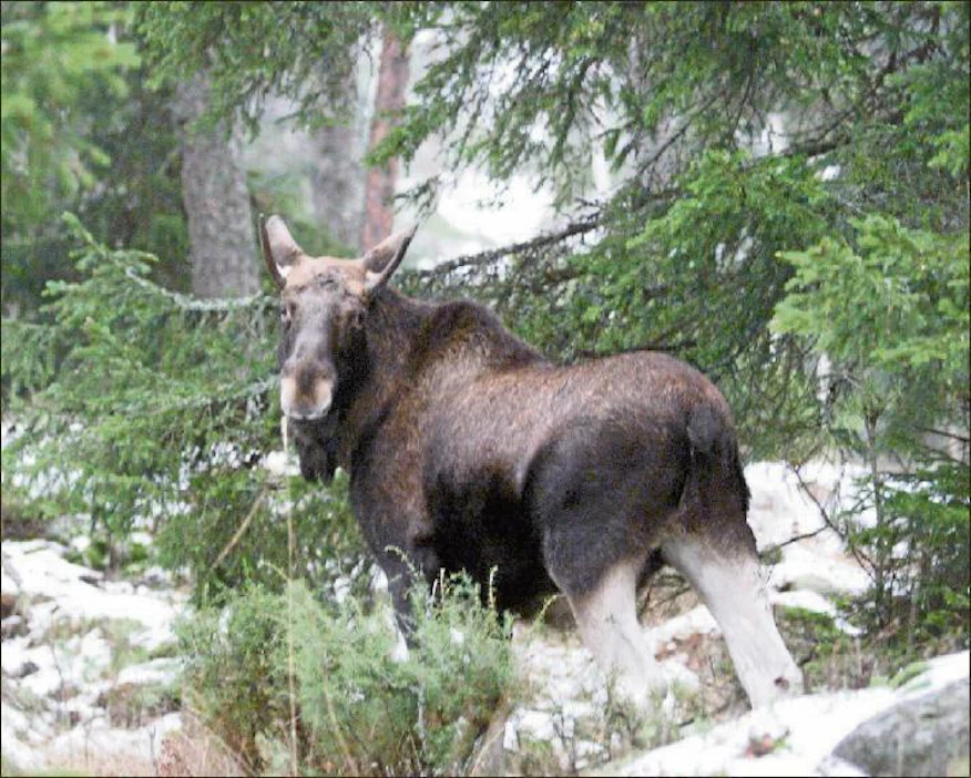 Ylä-Lapin hirvikanta on lähempänä luonnonmukaista kantaa kuin missään muualla Suomessa. Kuvan hirvi ei ole lappilainen vaan Porkkalasta. Markku Vuorikari