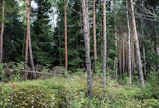 Harvennus avaa maisemaa ja houkuttelee virkistyskäyttöön. Yleensä sekametsät muuttuvat Suomessa luontaisesti kuusikoiksi, jos niitä ei hoideta. KARI SALONEN