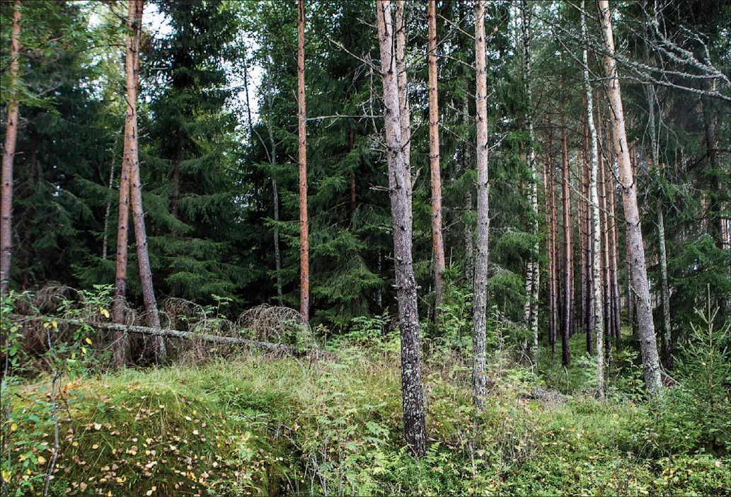 Harvennus avaa maisemaa ja houkuttelee virkistyskäyttöön. Yleensä sekametsät muuttuvat Suomessa luontaisesti kuusikoiksi, jos niitä ei hoideta. KARI SALONEN
