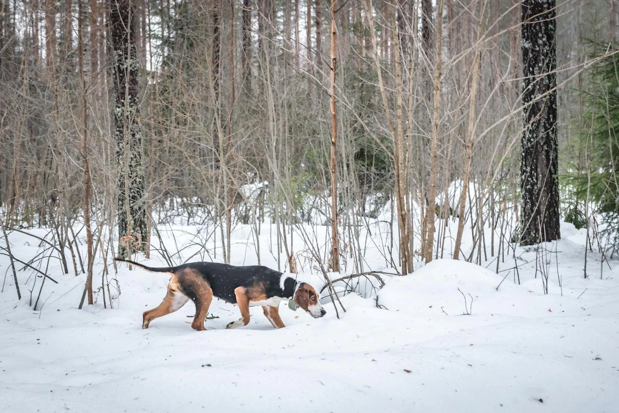 Jäniksen haju kuljettaa suomenajokoira Jippua metsässä.