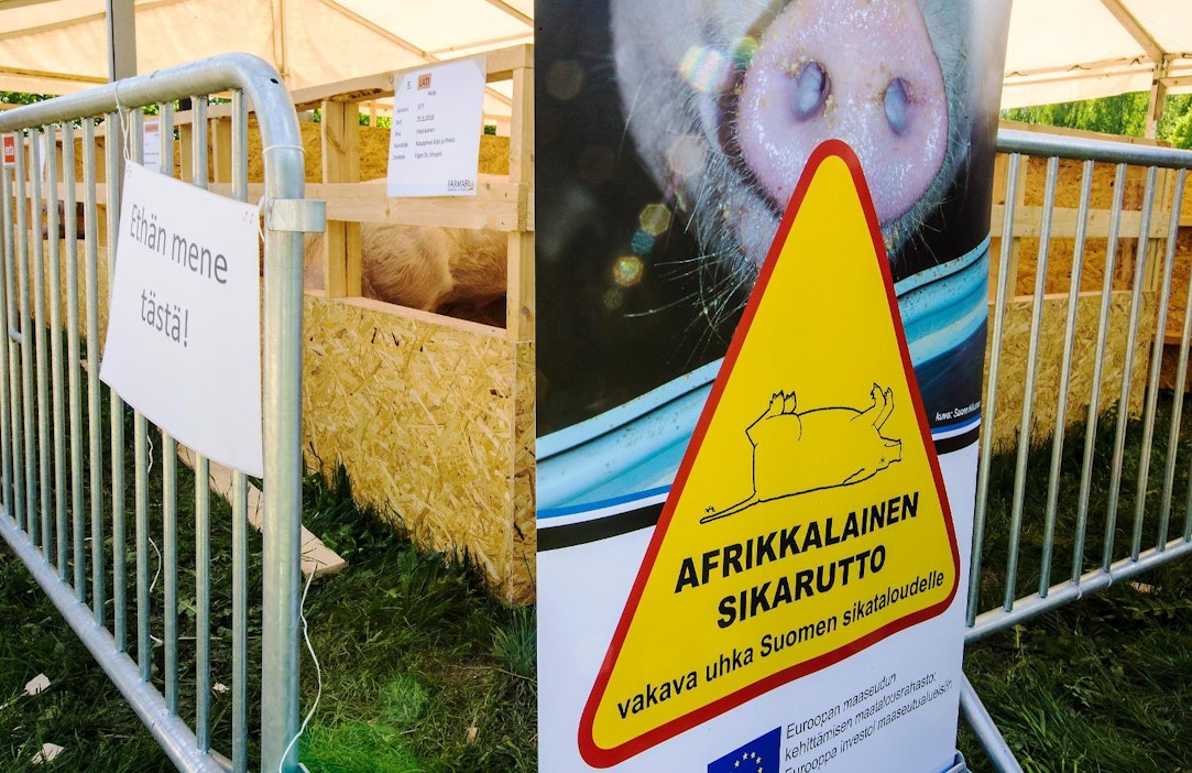 Seinäjoen Farmarissa siat oli aidattu kaksinkertaisella aidalla.