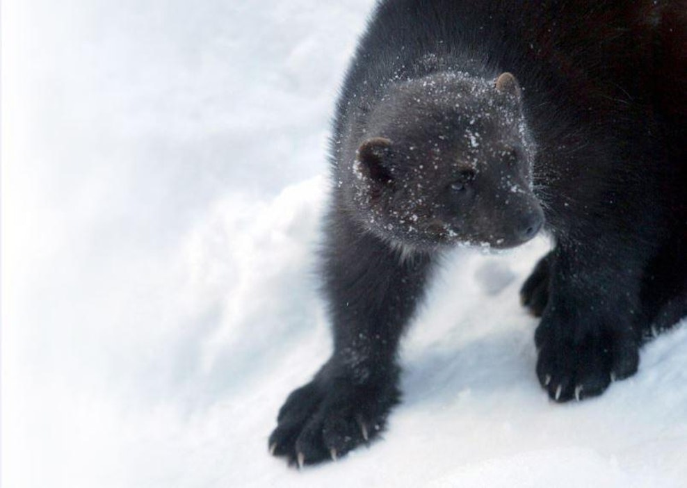 Tänä vuonna on saatu saaliksi kaksi ahmaa.