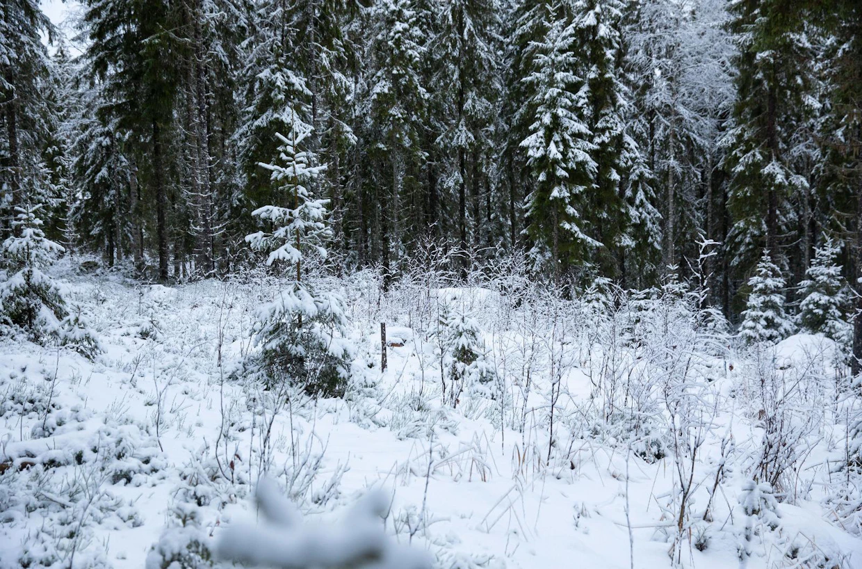 Pintakasvillisuus aiheuttaa eniten ongelmia silloin, kun hakkuista on kulunut viisi vuotta. Tämän jälkeen heinikon kilpailu hiipuu.