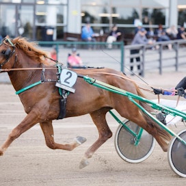 Oona Halme on Suomen Hippoksen tilastojen mukaan ohjastanut hevosilla kilpaa 67 startissa, joista voittoja on kertynyt seitsemän. Ponilähtöjä hän on ajanut 336 ja voittanut niistä 100. Kuvassa Halme valmistautuu Suvelan Evon kanssa koelähtöön Seinäjoen Kuninkuusraveissa.