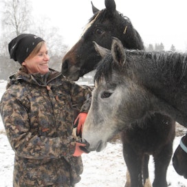 Valtaosa KS-Tallin hevosista asuu pihatoissa. Varsapihatossa on ravureita ja ratsuja yhdessä. Tänä keväänä Eeva-Liisa Penttilä odottaa syntyväksi viittä omaa kasvattia.