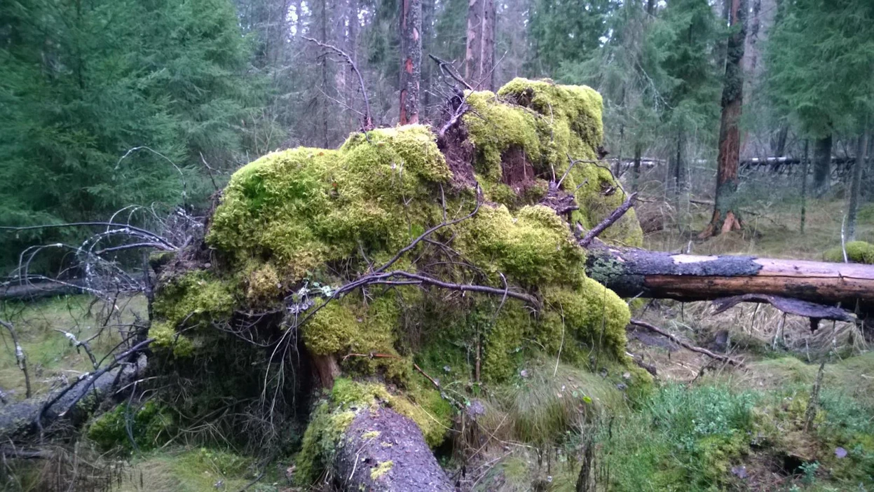 Kuolleen puuston määrä Suomen metsissä vaikuttaa matalalta, jos sitä ei suhteuta elävän puuston massaan.