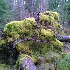 Kuolleen puuston määrä Suomen metsissä vaikuttaa matalalta, jos sitä ei suhteuta elävän puuston massaan.