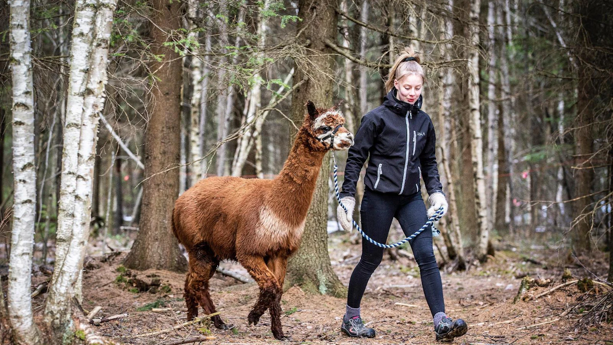 Ali-Ollin Alpakkatilalla tunnin kävelylenkki metsässä ja pellonreunassa maksaa 40 euroa. Alpakkaa taluttaa Inka Tarhonen.