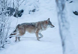 Kuvassa Ranuan eläinpuiston susi.