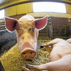 Suomalaiset lihatalot ovat ponnistelleet vuosia sianlihan viemiseksi Kiinaan.