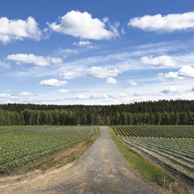 Suonenjoella on viljelty mansikkaa yli sata vuotta. Pitkät perinteet ovat hyödyttäneet kaikkia alueen viljelijöitä. Juha Nenosen pelloilta riittää satoa tukkuun ja suoramyyntiin sekä tilapuotiin.