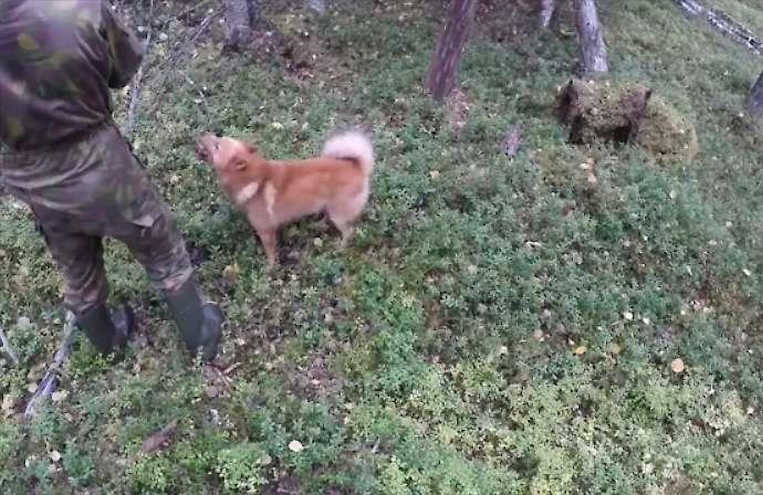 Jytky on metsälle hyvä kaveri.