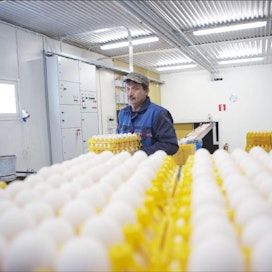 Muovikennot ovat mahdollistaneet automatisoidun munien purkamisen. Jarmo Mäntyharju lajittelee munia tilallaan. Saara Olkkonen