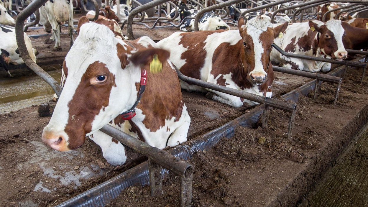 Eläinsuojelusäädösten uudistaminen kuumentaa tunteita.