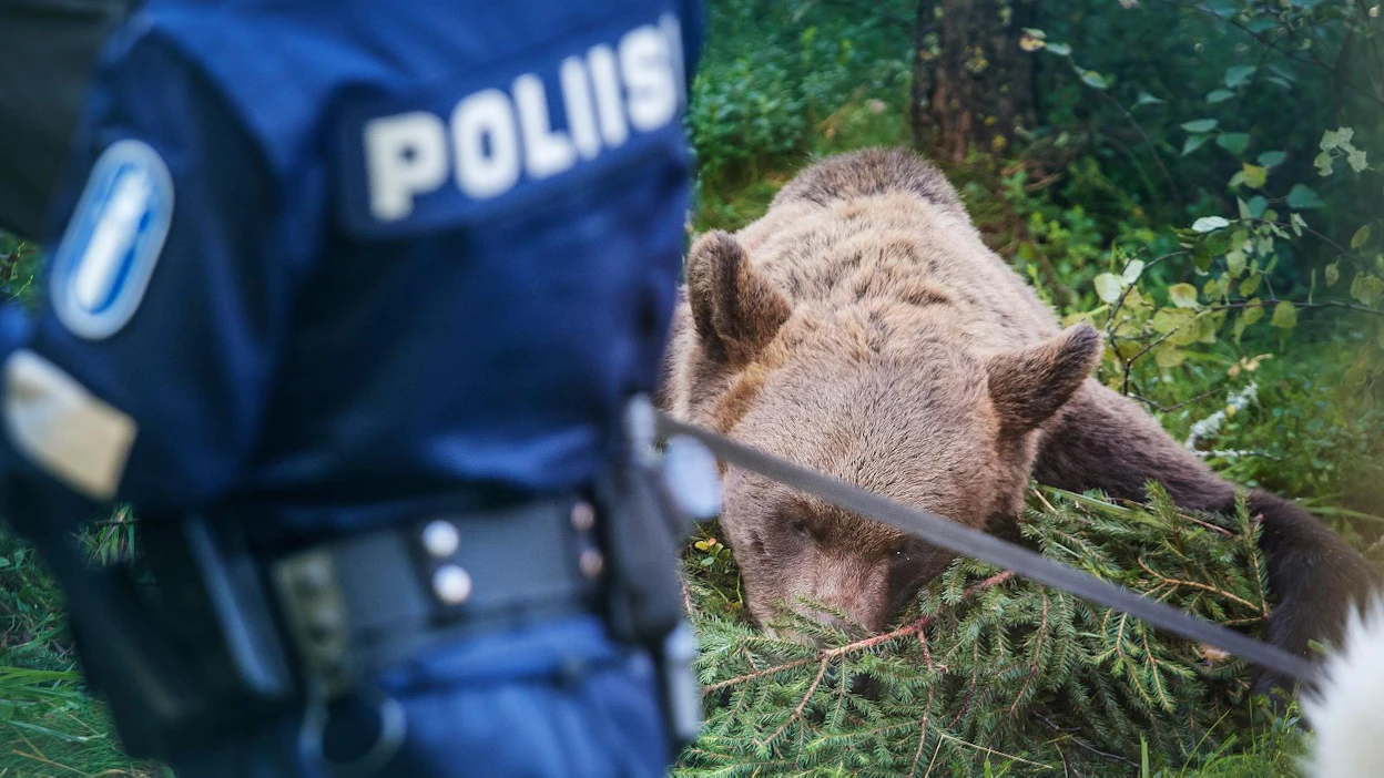 SRVA voi auttaa suurpedon lopetuksessa silloin, kun se on vaaraksi ihmisille tai omaisuudelle, ja poliisi on tehnyt lopetuspäätöksen.