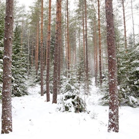 Osaa rahaston metsäomaisuudesta hoitaa avohakkuuttoman metsänhoidon asiantuntija Innofor.
