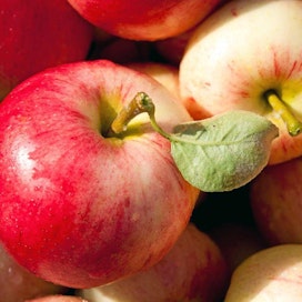 Timo Krappe, omenatila Krappe, joissakin kuvissa Kim Krappe 8v. punaiset omenat Huvitus lajoketta ja vihreät Valkea kuulas. omena, omenoita, omenapuu, omenatarha