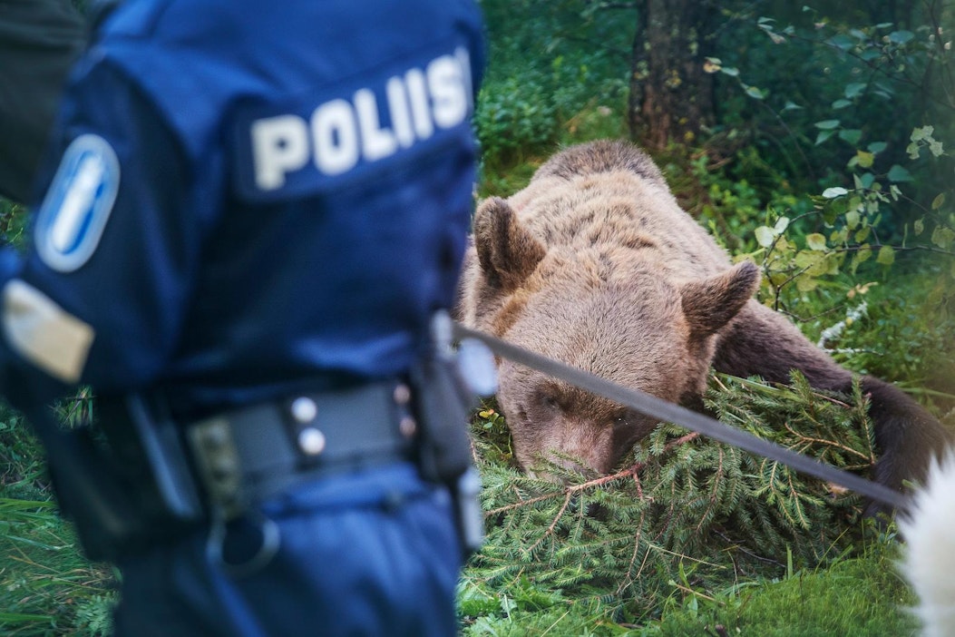 Ravintohoukuttimen eli haaskan käyttö karhunmetsästyksessä on kielletty.
