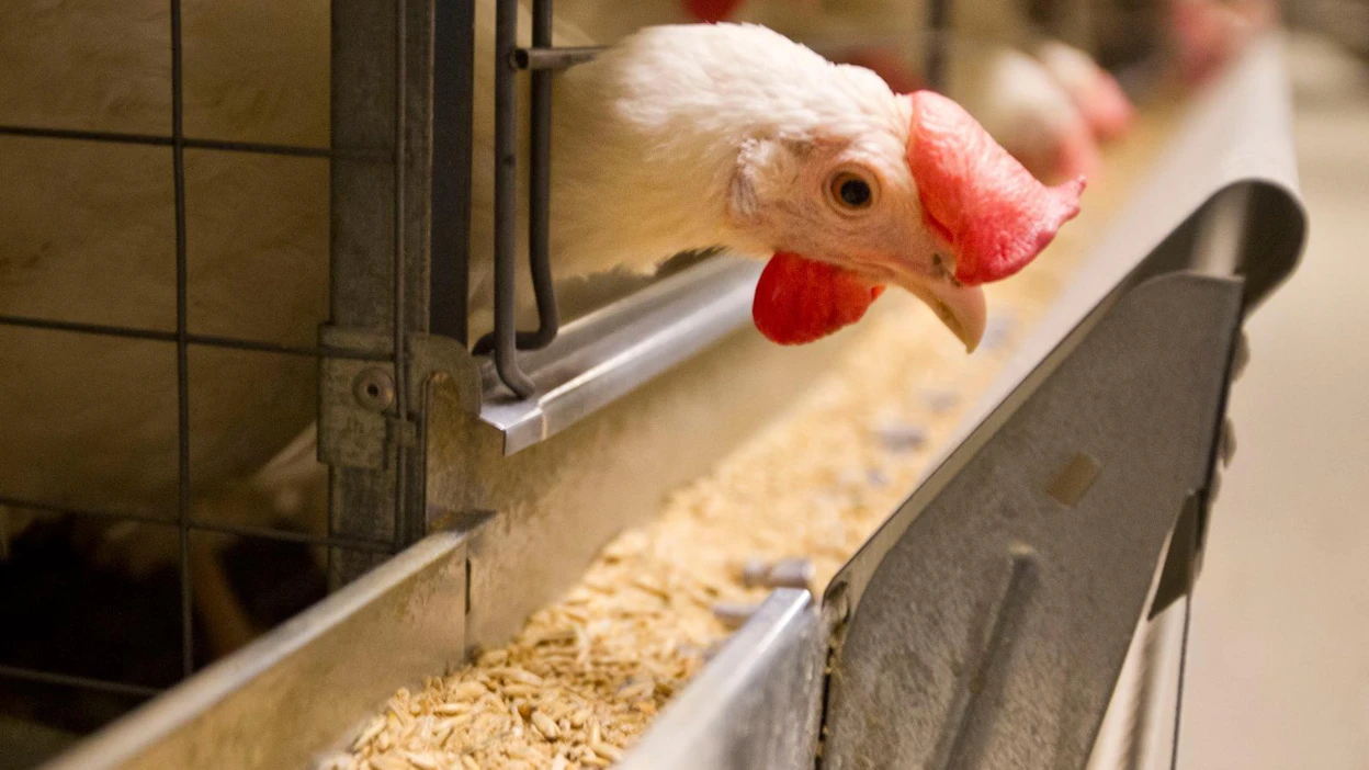 MTK muistuttaa, että Suomessa kanojen nokkia ei typistetä, kananmunissa ei ole salmonellaa ja antibioottien käyttö on hyvin vähäistä.