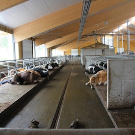 Maitotuotosta voidaan lisätä esimerkiksi kasvattamalla lehmien makuuaikaa.