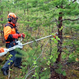 Metsäkeskus neuvoo raivaamaan nuoria metsiä.