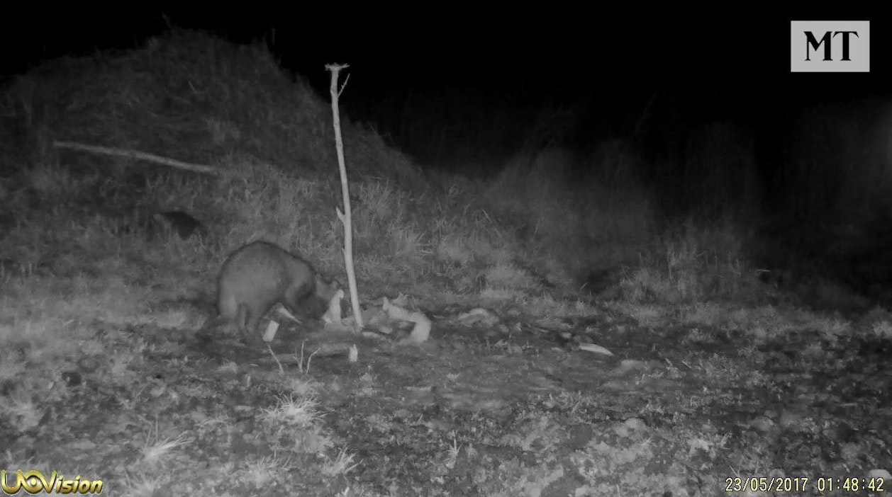 Peuran raato on jo loppuun kaluttu.