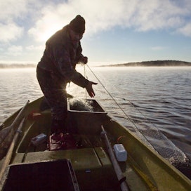 Lapin pohjoisimpien järvien kalastajien saaliista nieriöiden, siikojen, taimenien, harjusten ja mateiden määrä tullee vähenemään tulevaisuudessa.