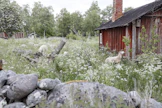 Lampaita maisemanhoitotyössä Isokarin majakkasaarella. Lammaspaimenten työhön kuuluu muun muassa viettää aikaa lampaiden kanssa sekä laskea ne aamuin ja illoin. 