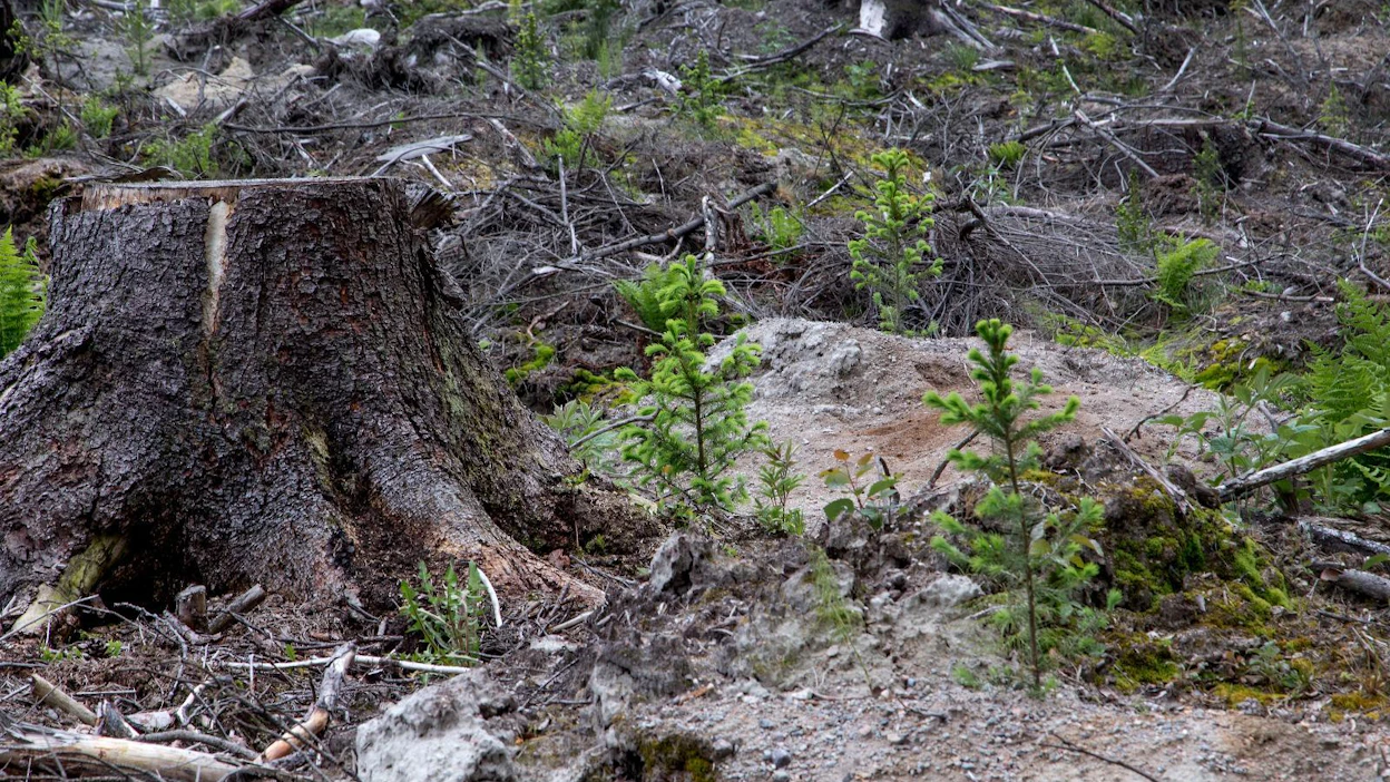 Maanmuokkauksen tavoite on luoda istutettaville taimille kasvupaikkoja, jotka ovat ympäristöään lämpimämpiä, eivät kärsi seisovan veden aiheuttamasta hapen puutteesta ja joissa puun taimien ravinteiden saanti on turvattu.