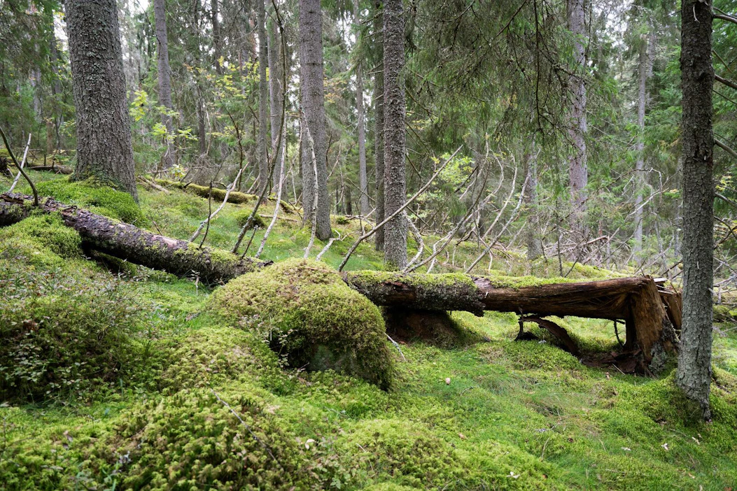 Energiayhtiöt voivat omassa puunhankinnassaan vaikuttaa metsäluonnon moninaisuuteen sekä kotimaassa että tuontipolttoaineiden osalta, muistuttavat alan etujärjestöt Bioenergia ry ja Energiateollisuus ry.