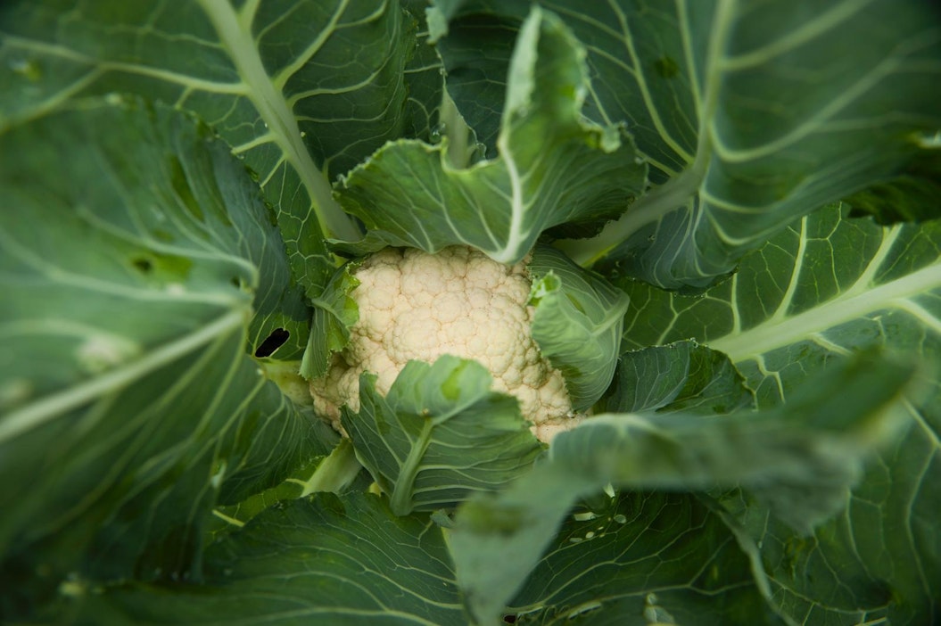 Kukkakaalin viljely on nyt tappiollista ylitarjonnan vuoksi.