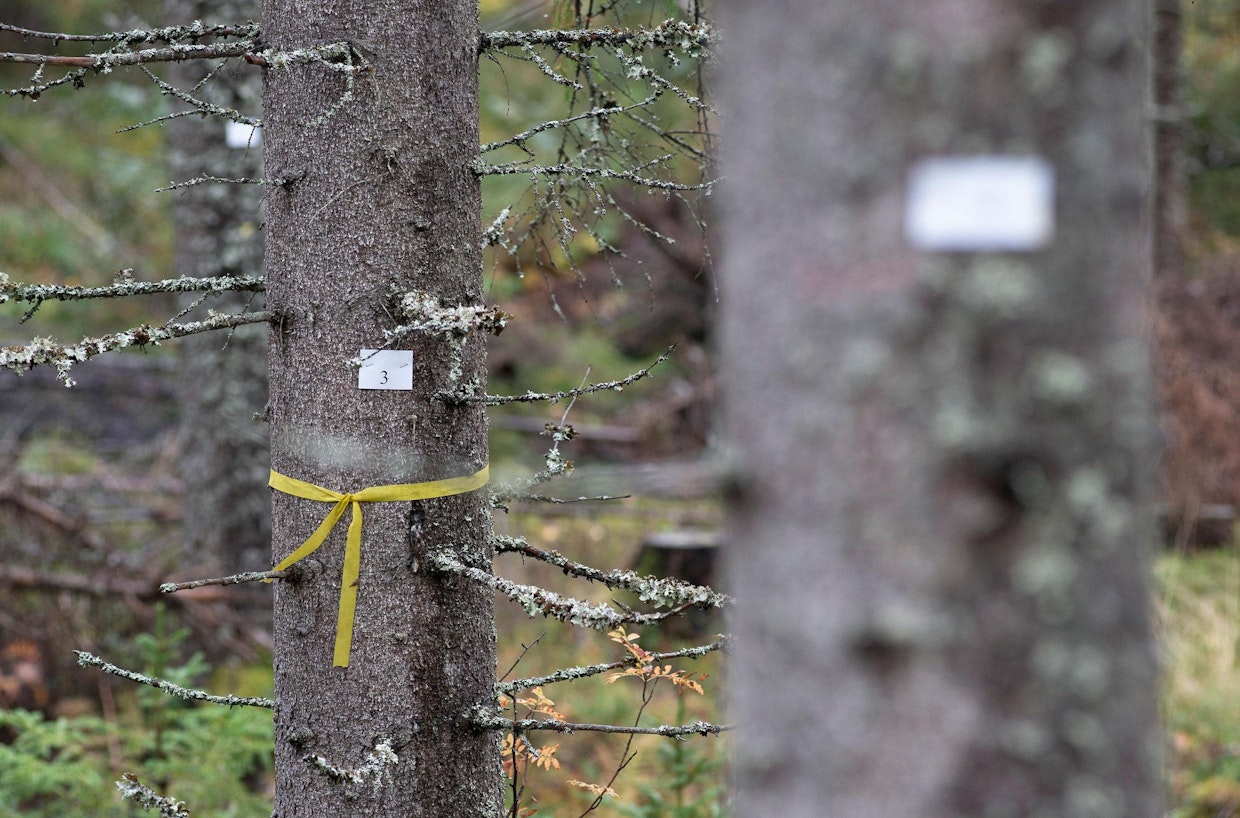 Metsäkeskus seuraa jatkuvapeitteisesti käsitellyn metsän kehitystä koealallaan Keski-Suomessa. Koealan puusto mitattiin ennen hakkuuta, ja jäljelle jäävät rungot valittiin niin, että puuston määrä on juuri suositusten mukainen.