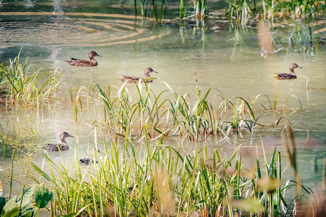 Vesilintuja lasketaan toukokuun ja heinäkuun aikana.