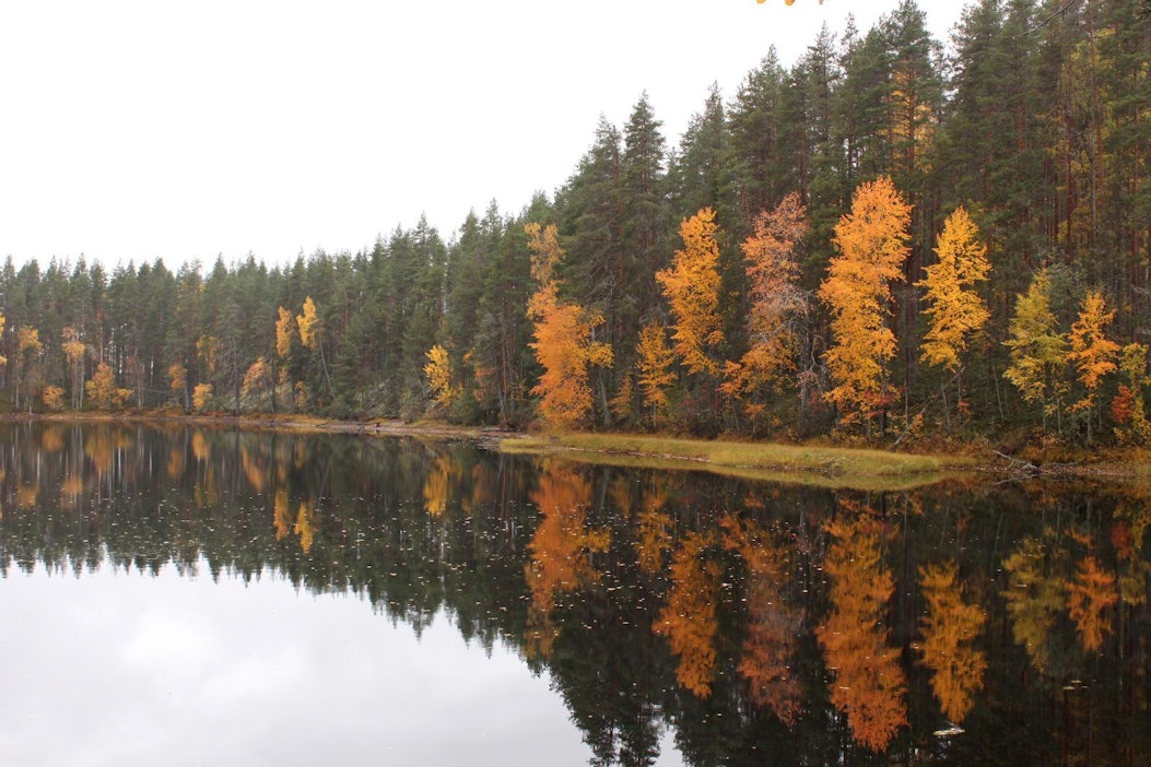 Petkeljärven kansallispuisto on jo syysväreissä.