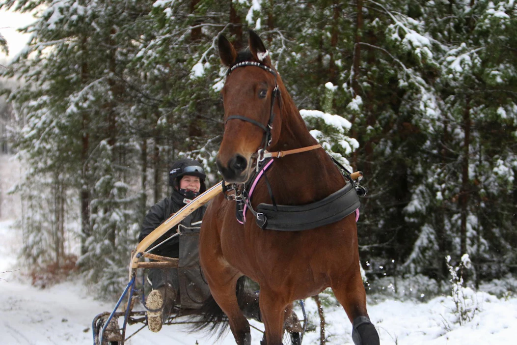 Victory Zet jatkaa uraansa sunnuntaina Kouvolan raveissa. Heli Taipaleen silmäterä saattaa olla vaikka yksi parhaista Zet-kasvateista.