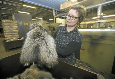 Seija Halkola esittelee luonnosta pyydystetyn supikoiran muokattua turkisnahkaa. Sami Karppinen