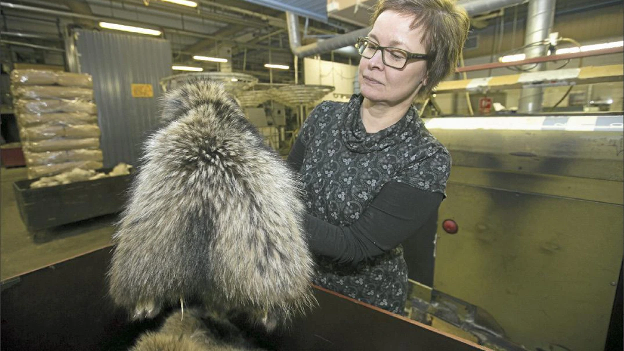 Seija Halkola esittelee luonnosta pyydystetyn supikoiran muokattua turkisnahkaa. Sami Karppinen