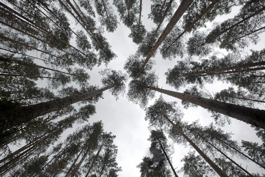 Tutkijoiden mukaan metsämaan kiinteistöverotus olisi teknisesti hankalaa ja vaikutuksiltaan kyseenalaista.