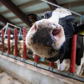 Lehmä röyhtäilee metaania noin 400 litraa päivässä.