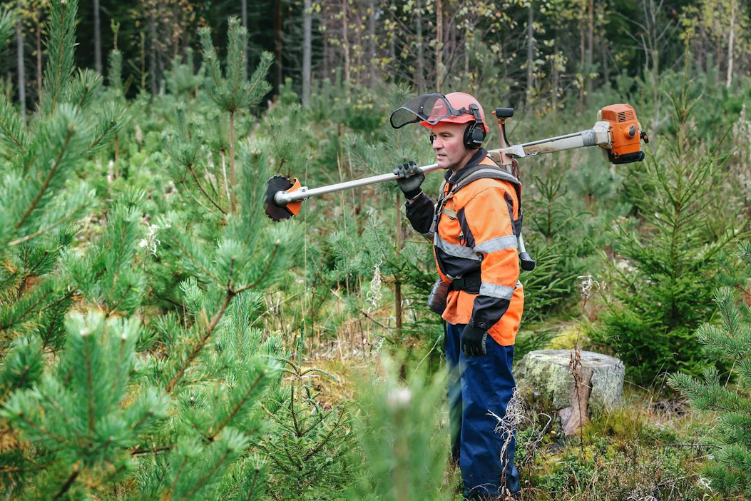 Etelä-Pohjanmaalla taimikon ja nuoren metsän hoito on edennyt hieman keskimääräistä hitaammin. Metsuri Kari Yli-Heikkilä hoitaa taimikoita Kauhajoella.
