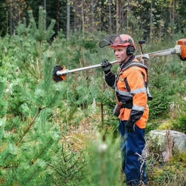 Etelä-Pohjanmaalla taimikon ja nuoren metsän hoito on edennyt hieman keskimääräistä hitaammin. Metsuri Kari Yli-Heikkilä hoitaa taimikoita Kauhajoella.