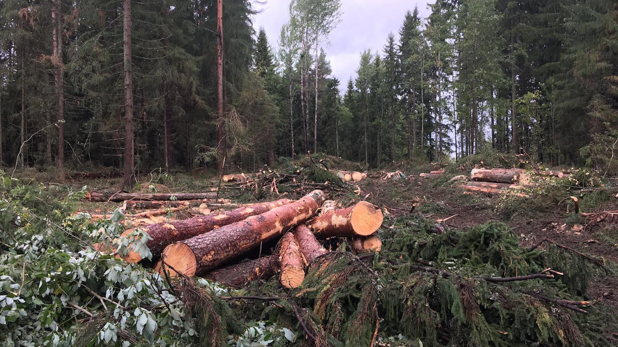Viimevuotista hakkuista luonnonhoidollisesti erinomaisia tai hyviä oli 84 prosenttia, kertoo metsäkeskus.