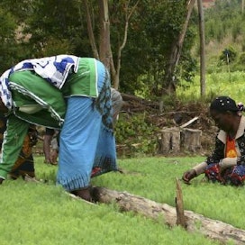 Tansanialaisia pienviljelijöitä työssään. Kuvituskuva.
