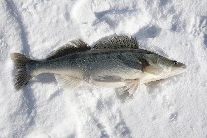 Vapaa-ajankalastajat saavat pyytää minimissään 42-senttisiä kuhia, mutta kaupalliset kalastajat pienempiä kolmen vuoden ajan.